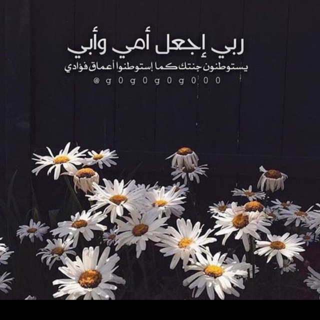 أم الفرسان